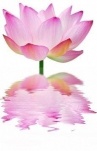 Lotus flower images