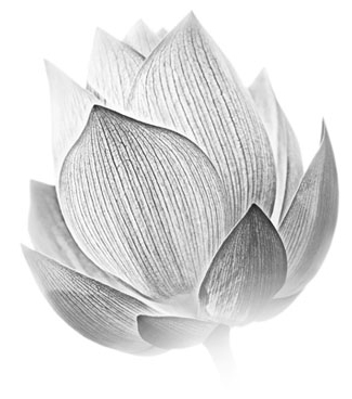 Lotus Images